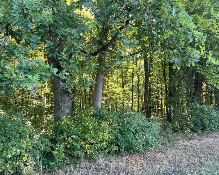 Działka Sprzedaż Korczowa
