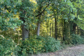 Działka Sprzedaż Korczowa